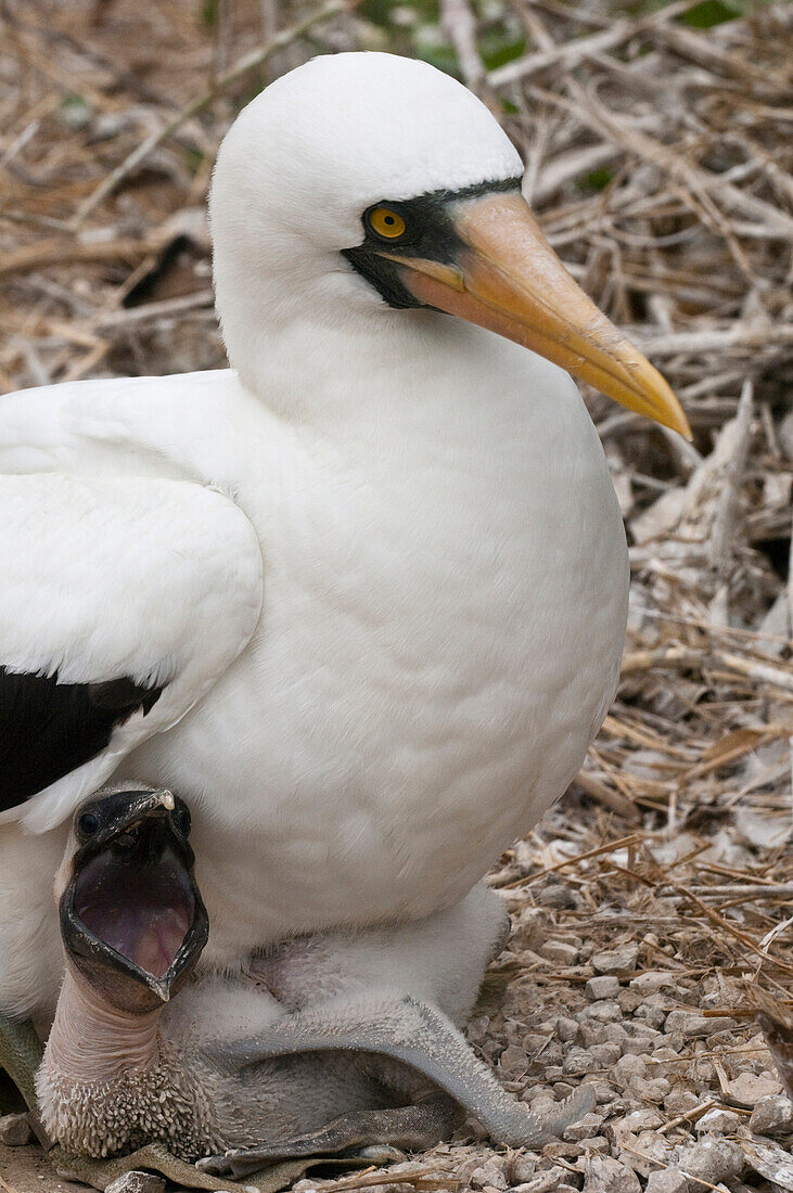 Nazca Booby (Sula granti) parent with chick begging for food, Isla de la Plata, Machalilla National Park, Ecuador