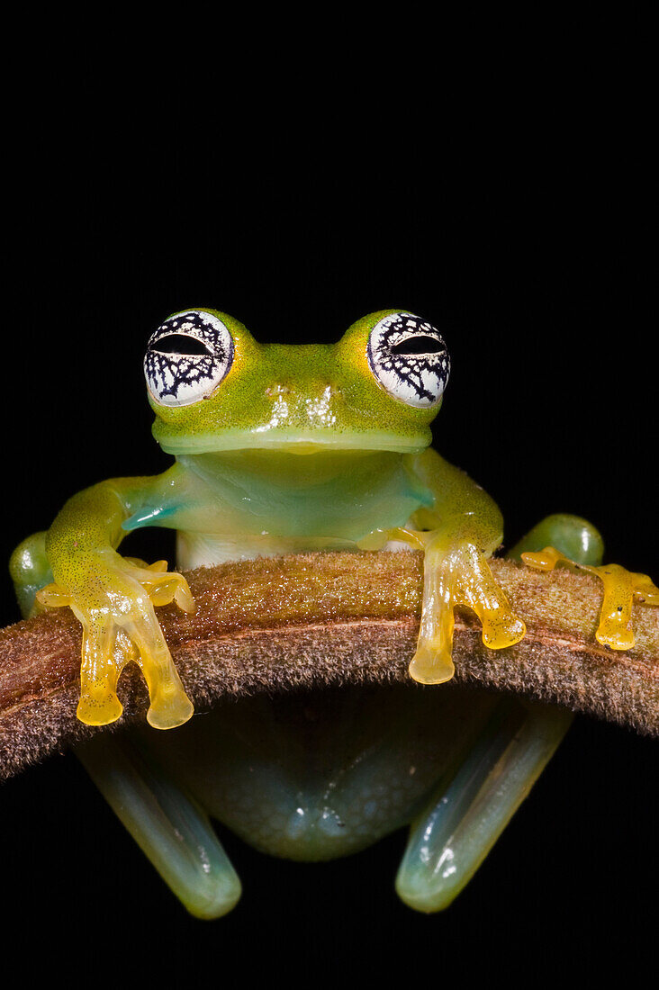 Glass Frog (Espadarana callistomma), northwest Ecuador