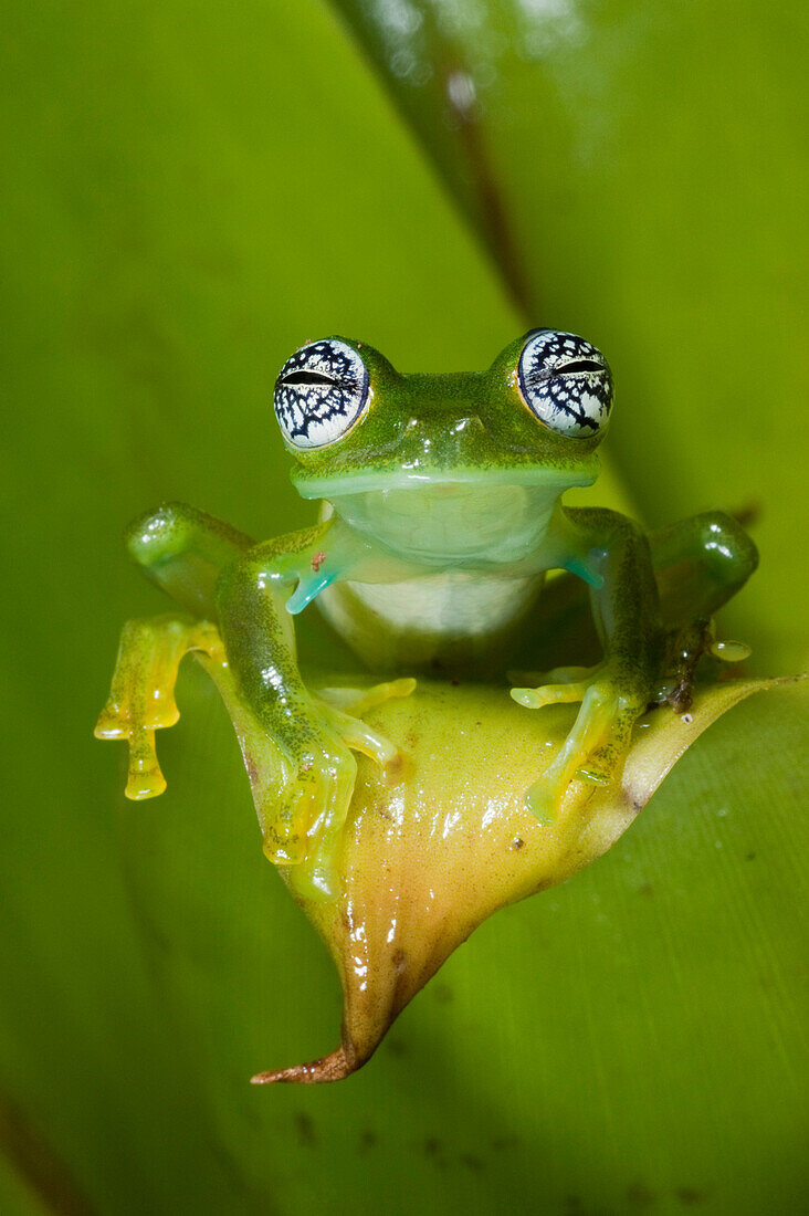 Glass Frog (Espadarana callistomma), northwest Ecuador