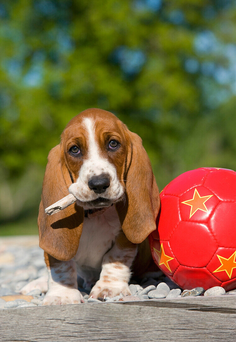 Basset Hound (Canis familiaris) puppy carrying stick