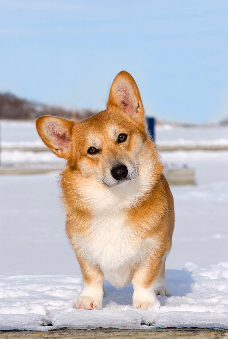 Welsh Corgi (Canis familiaris) in snow