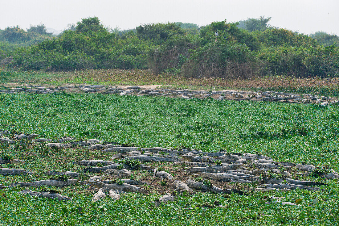 Spectacled Caiman (Caiman crocodilus) group resting on sandbanks, Pantanal, Brazil