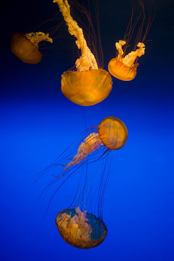 Pacific Sea Nettle (Chrysaora fuscescens) group, Monterey Bay Aquarium, California