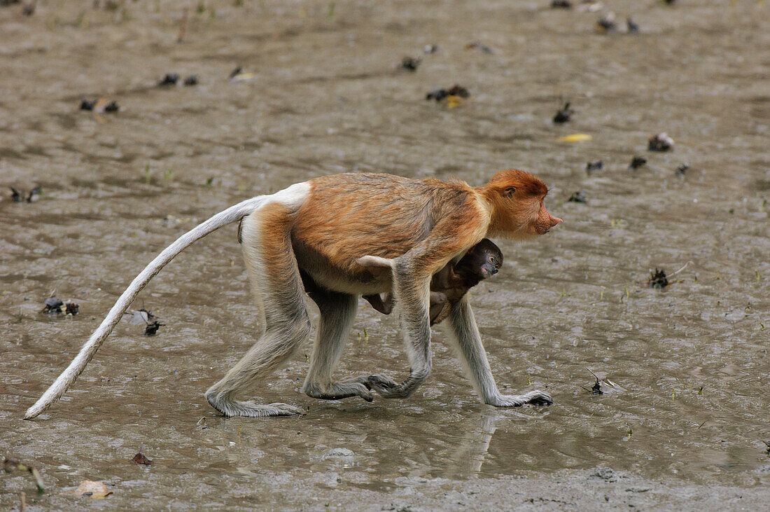 Proboscis Monkey (Nasalis larvatus) female carrying infant, Bako National Park, Malaysia