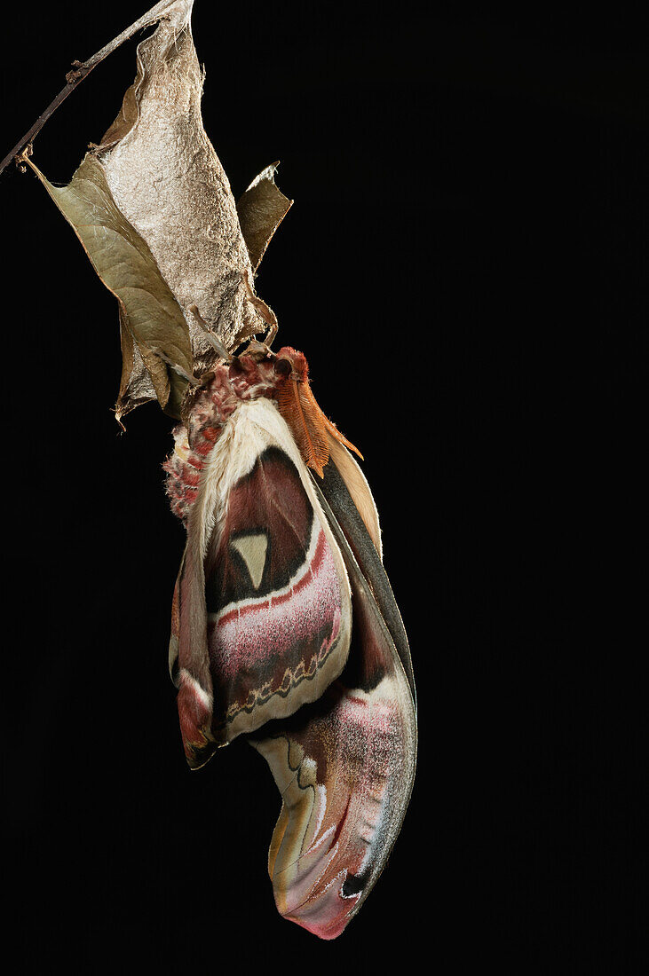 Atlas Moth (Attacus atlas) male allowing its wings to expand and harden after merging from cocoon, Kuching, Borneo, Malaysia, sequence 3 of 5