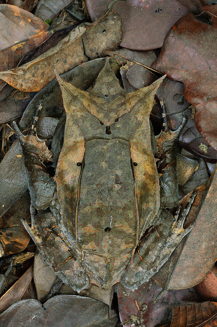 Asian Horned Frog (Megophrys nasuta) camouflaged in leaf litter, Gunung Mulu National Park, Malaysia