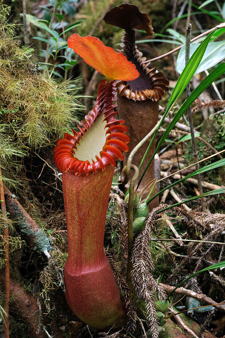 Pitcher Plant (Nepenthes edwardsiana) pitcher, Kinabalu National Park, Malaysia