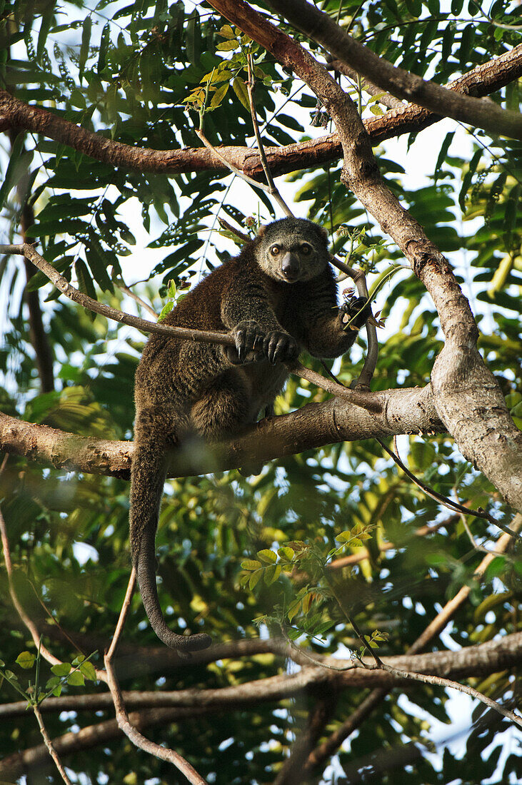 Bear Cuscus (Ailurops ursinus) in tree, Tangkoko Nature Reserve, Sulawesi, Indonesia