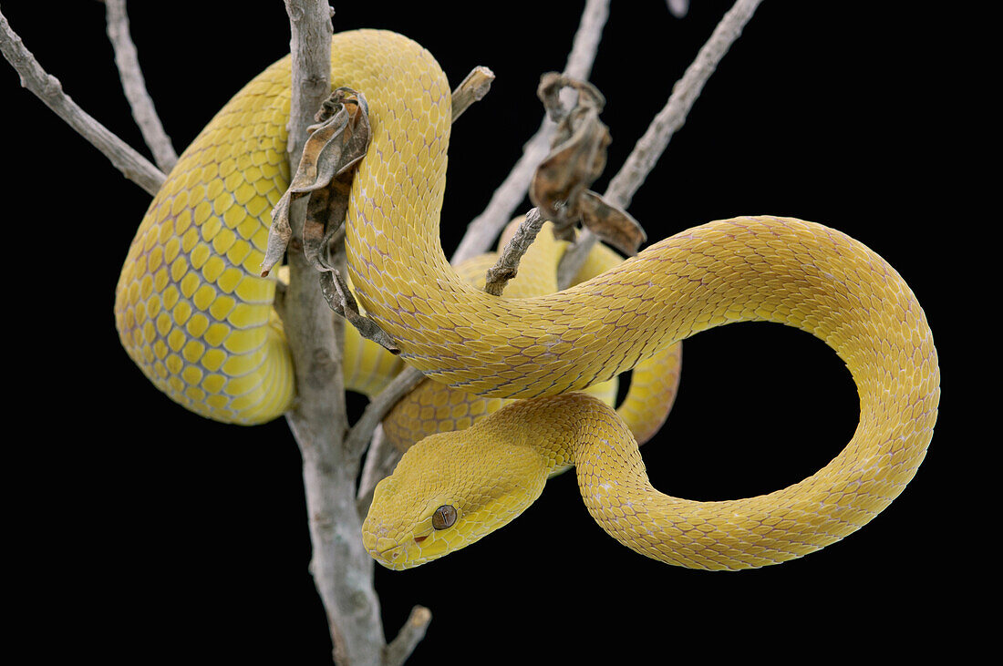 White-lipped Island Pit Viper (Trimeresurus albolabris insularis) coiled in tree, Jakarta, Indonesia