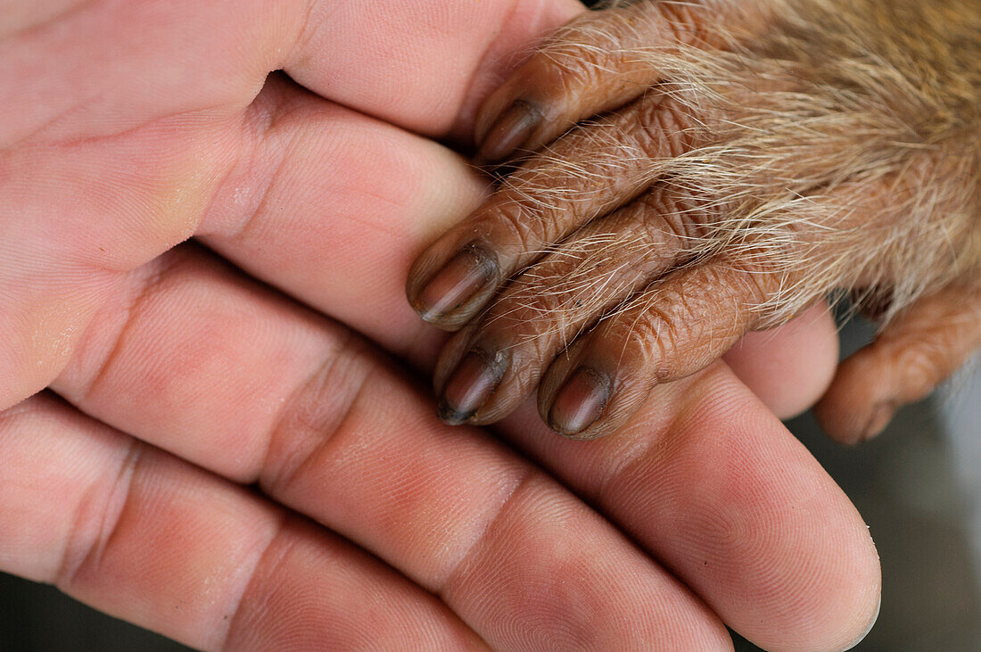 Pig-tailed Macaque (Macaca nemestrina) hand held by human, Malaysia