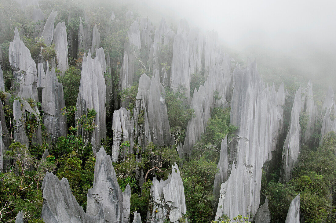 Limestone pinnacles on the upper slopes of Mount Api, Gunung Mulu National Park, Malaysia