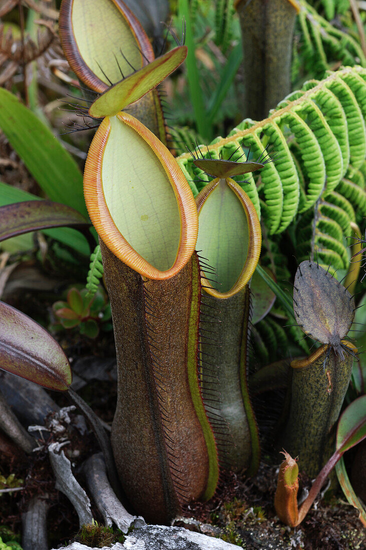 Pitcher Plant (Nepenthes tentaculata) pitchers, Gunung Murud, Pulong Tau National Park, Malaysia