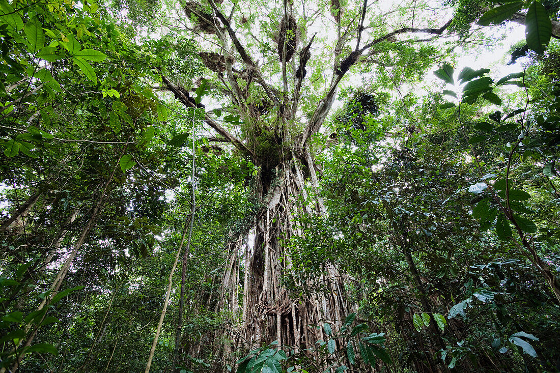 Spotted Fig (Ficus virens) tree, Curtain Fig National Park, Atherton Tableland, Queensland, Australia