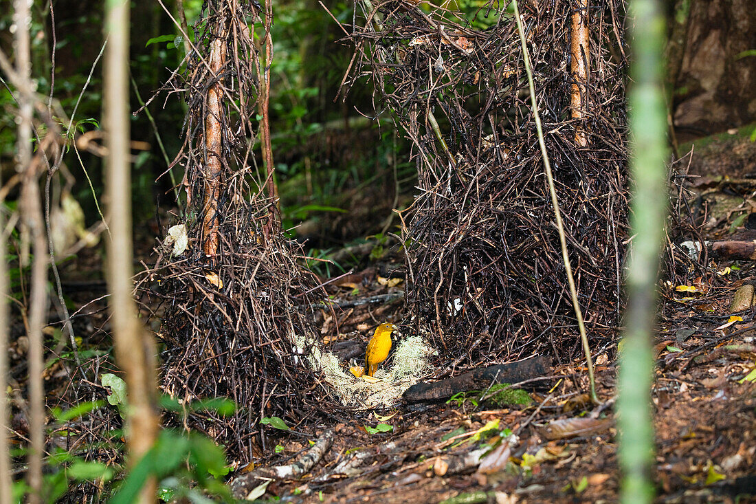 Golden Bowerbird (Prionodura newtoniana) male with flowers at his bower, Atherton Tableland, Queensland, Australia