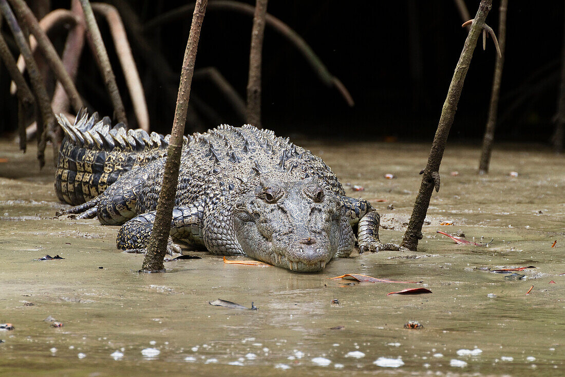 Saltwater Crocodile (Crocodylus porosus) on mudbank in mangroves, Daintree National Park, Queensland, Australia