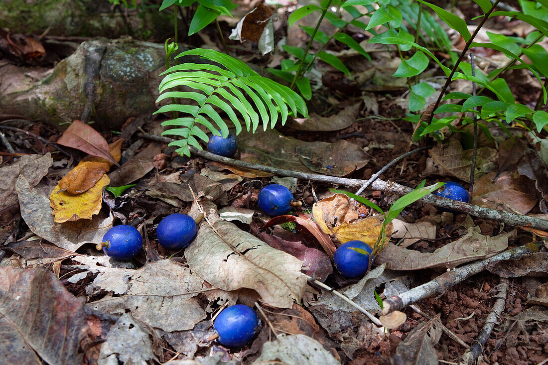 Blue Quondong (Elaeocarpus angustifolius) fruit on rainforest floor, Daintree National Park, North Queensland, Queensland, Australia