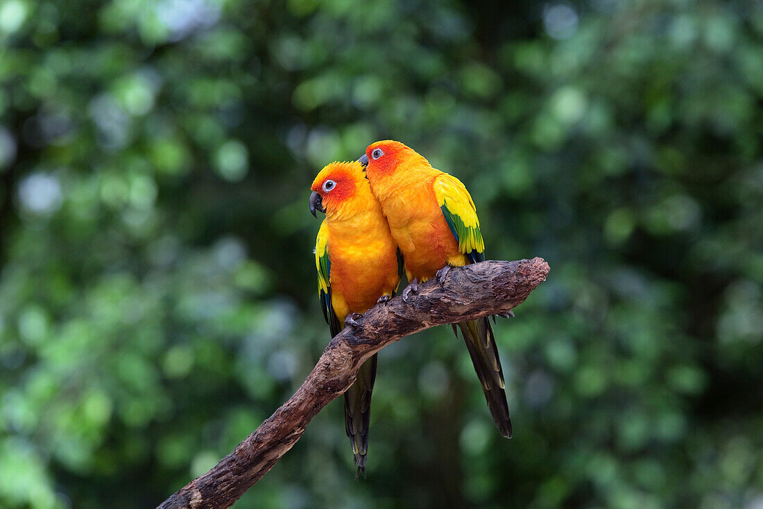 Sun Parakeet (Aratinga solstitialis) pair grooming, South America