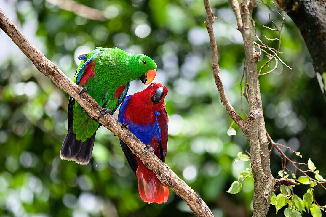 Eclectus Parrot (Eclectus roratus) pair courting, female on right and male on left, Cape York Peninsula, North Queensland, Queensland, Australia