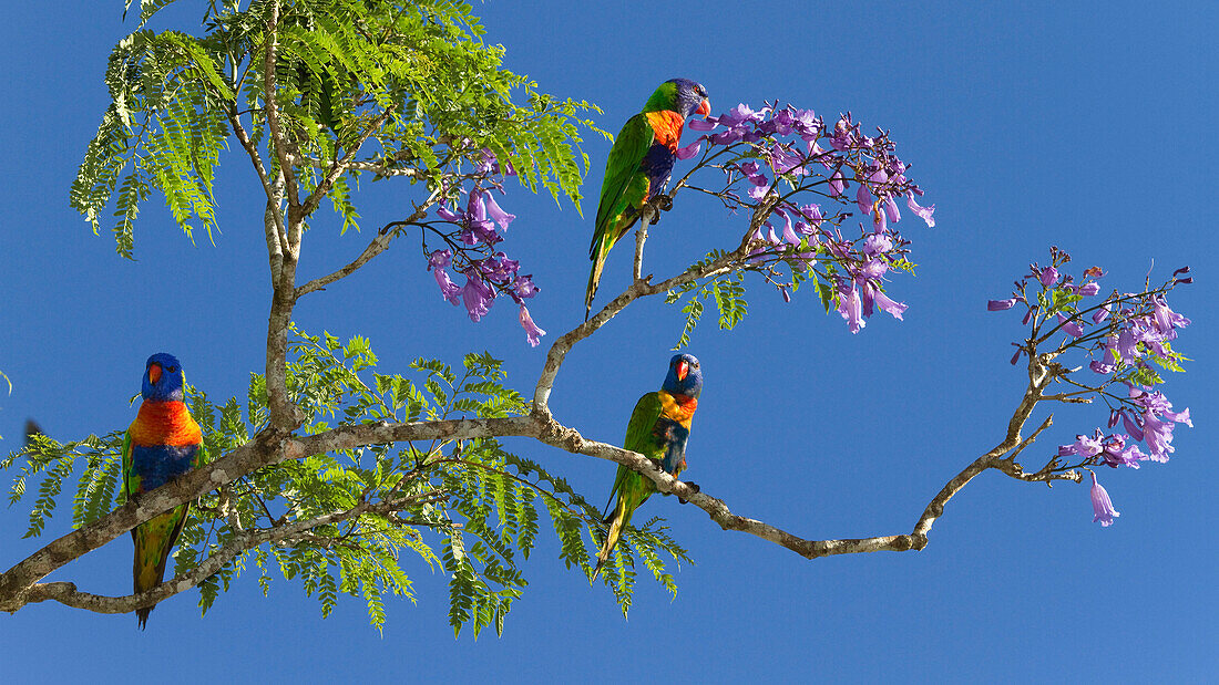 Rainbow Lorikeet (Trichoglossus haematodus) trio in Jacaranda (Jacaranda mimosifolia), Atherton Tableland, Queensland, Australia
