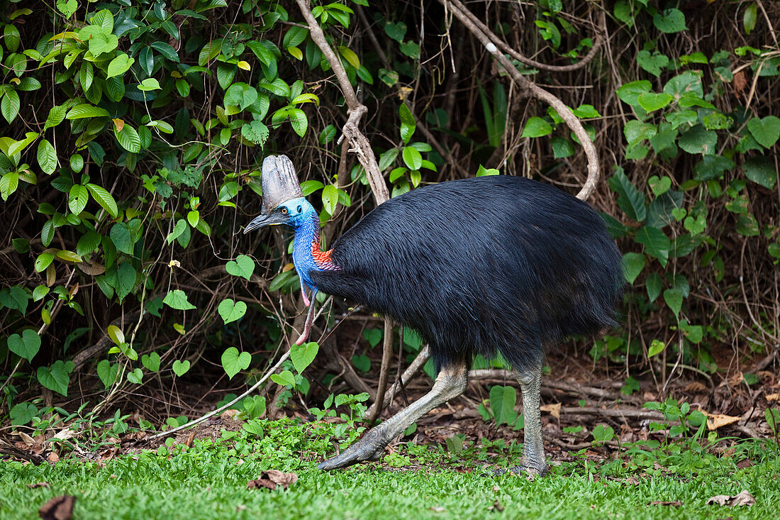 Southern Cassowary (Casuarius casuarius) female, Moresby Range National Park, Queensland, Australia