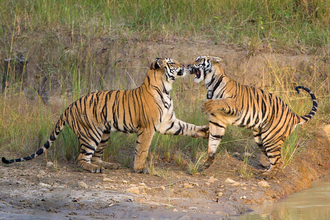 Bengal Tiger (Panthera tigris tigris) two year old cubs playing, Bandhavgarh National Park, India