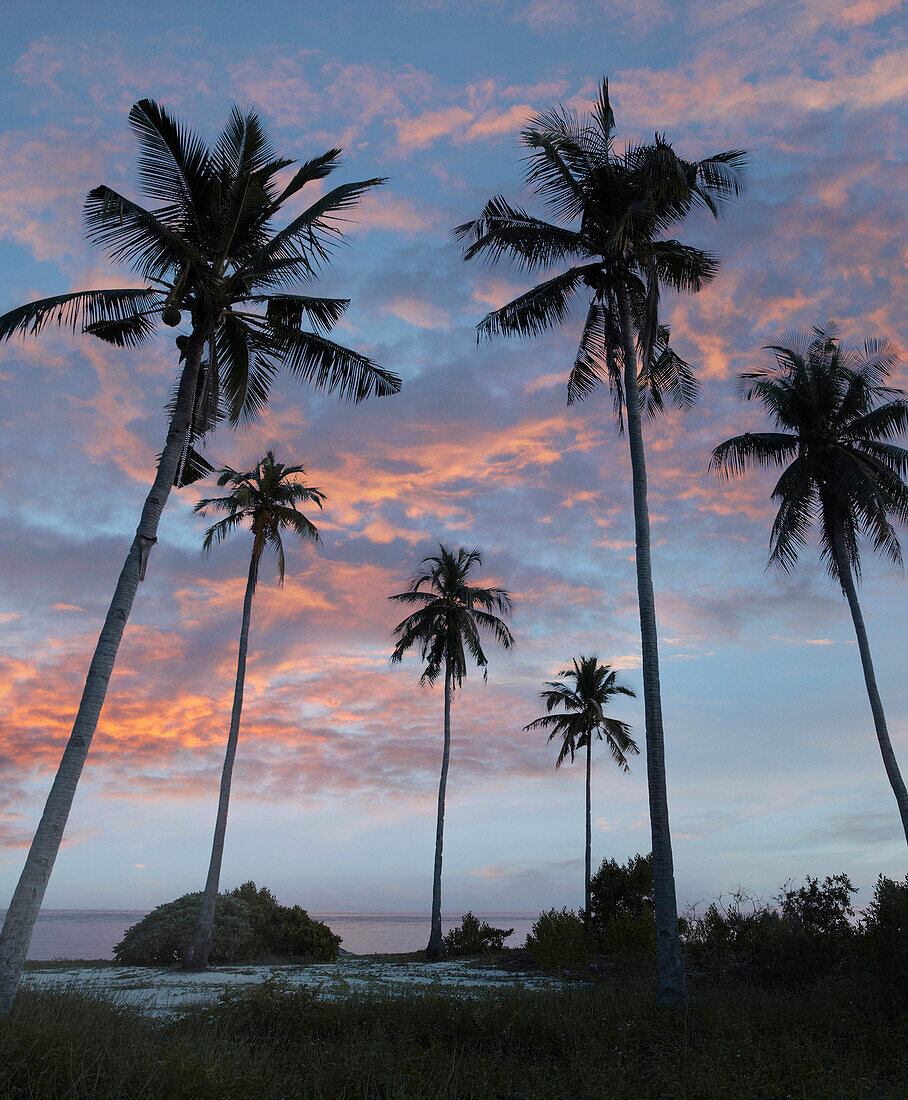 Coconut Palm (Cocos nucifera) trees at dusk on Pamilacan Island, Philippines