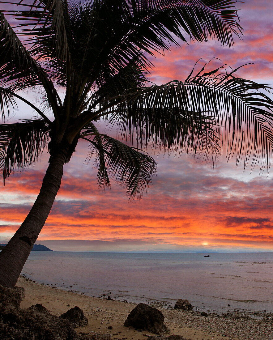 Coconut Palm (Cocos nucifera) at sunset near Dimiao, Bohol Island, Philippines