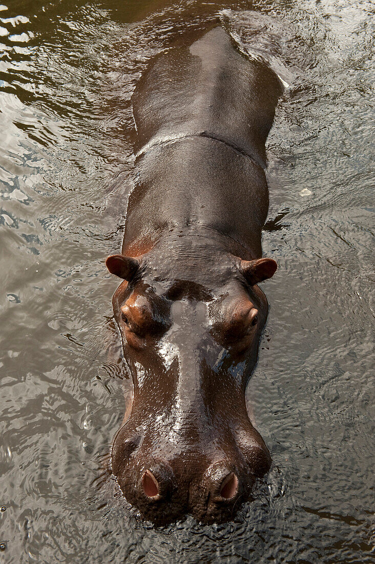 Hippopotamus (Hippopotamus amphibius) named Jessica was orphaned as a baby, on surface, Lowveld, South Africa