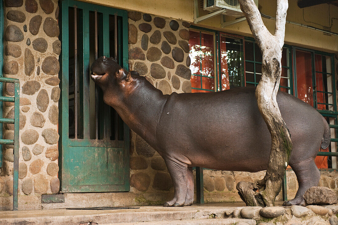 Hippopotamus (Hippopotamus amphibius) named Jessica was orphaned as a baby, calling on porch, Lowveld, South Africa