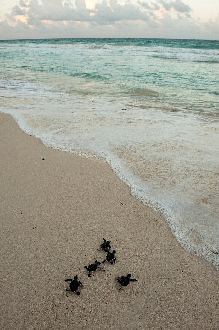 Green Sea Turtle (Chelonia mydas) hatchlings going to sea after being released, Sian Ka'an Biosphere Reserve, Quintana Roo, Mexico