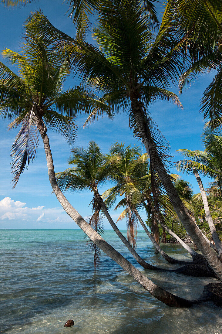 Coconut Palm (Cocos nucifera) group on coast, Sian Ka'an Biosphere Reserve, Quintana Roo, Mexico