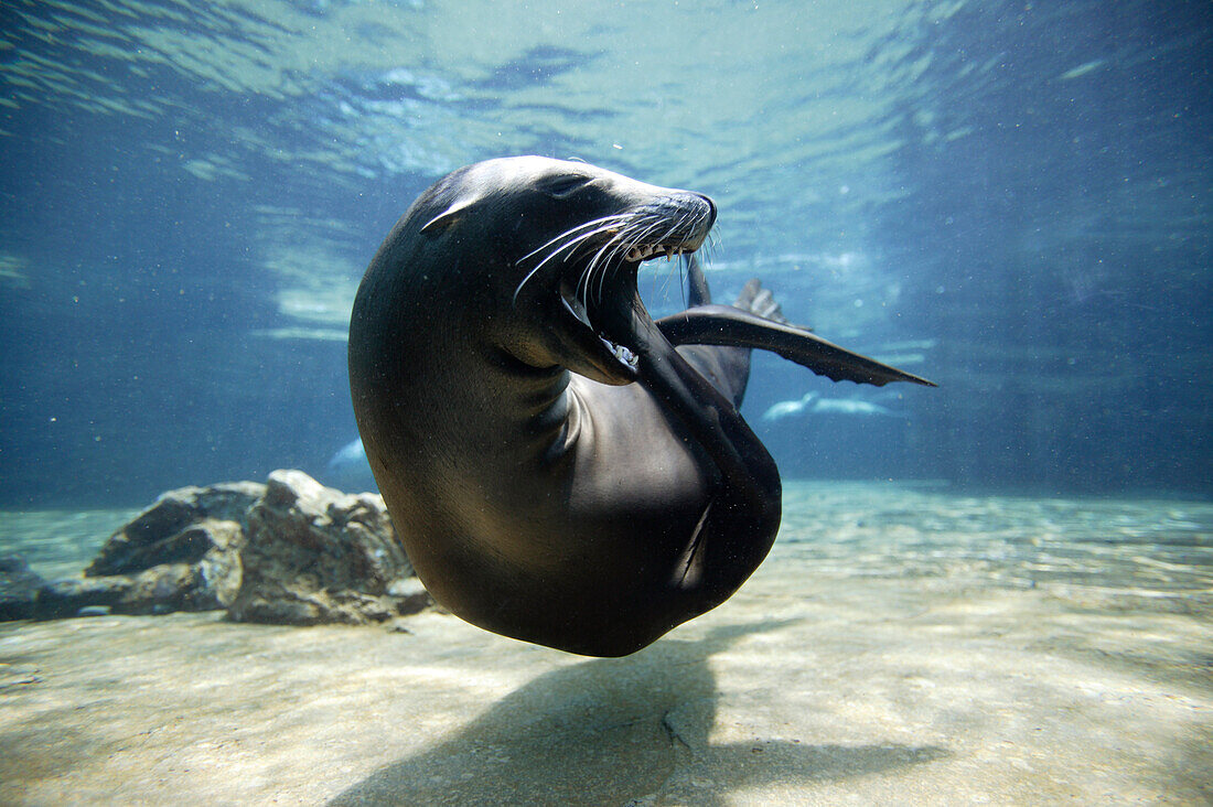 California Sea Lion (Zalophus californianus) in aquarium with flipper over mouth