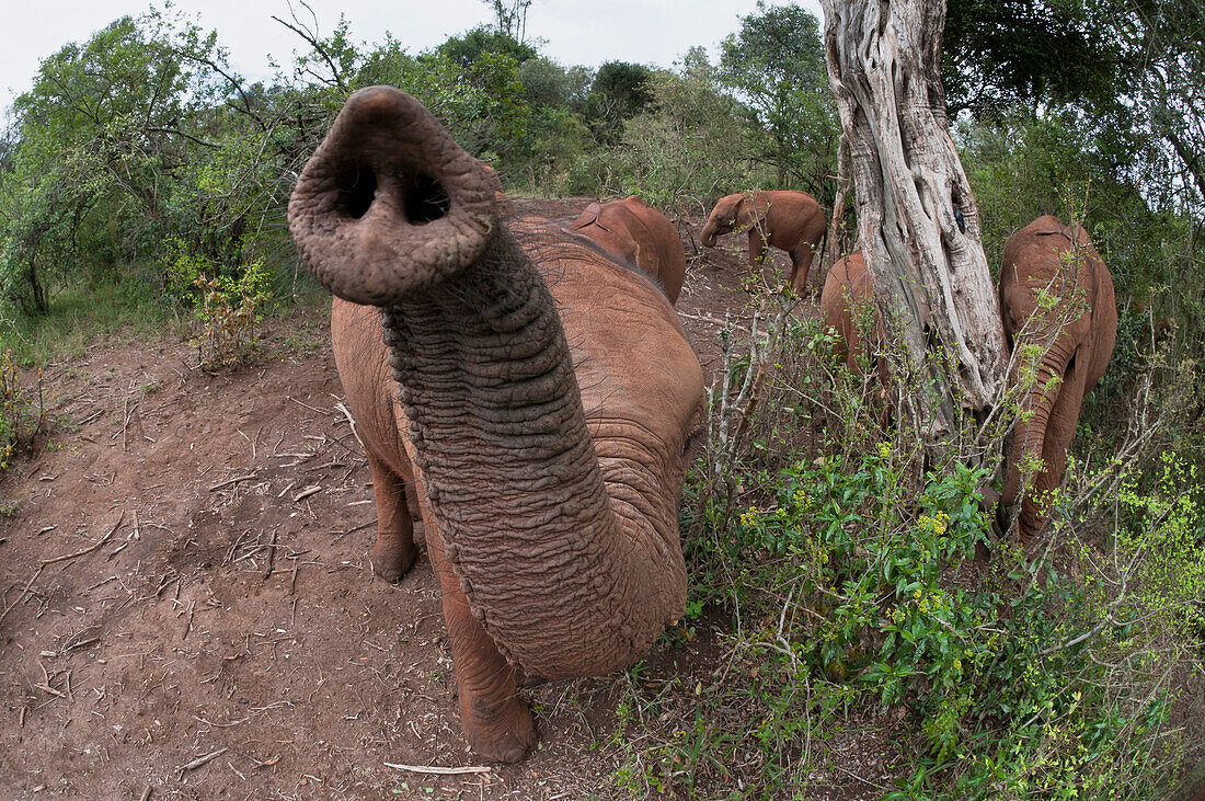 African Elephant (Loxodonta africana) orphans rescued and cared for by the David Sheldrick Wildlife Trust, Nairobi, Kenya