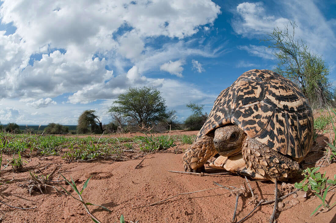 Leopard Tortoise (Geochelone pardalis), Mpala Research Centre, Kenya