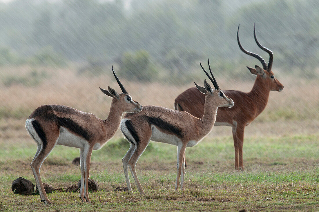 Grant's Gazelle (Gazella granti) pair and Impala (Aepyceros melampus) male during rainstorm, Ol Pejeta Conservancy, Kenya
