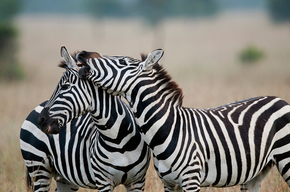 Zebra (Equus quagga) stallions sparring, Ol Pejeta Conservancy, Kenya