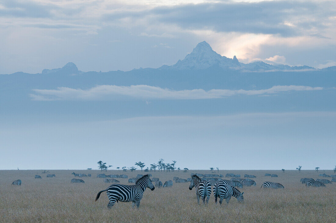 Zebra (Equus quagga) herd before Mount Kenya, Ol Pejeta Conservancy, Kenya