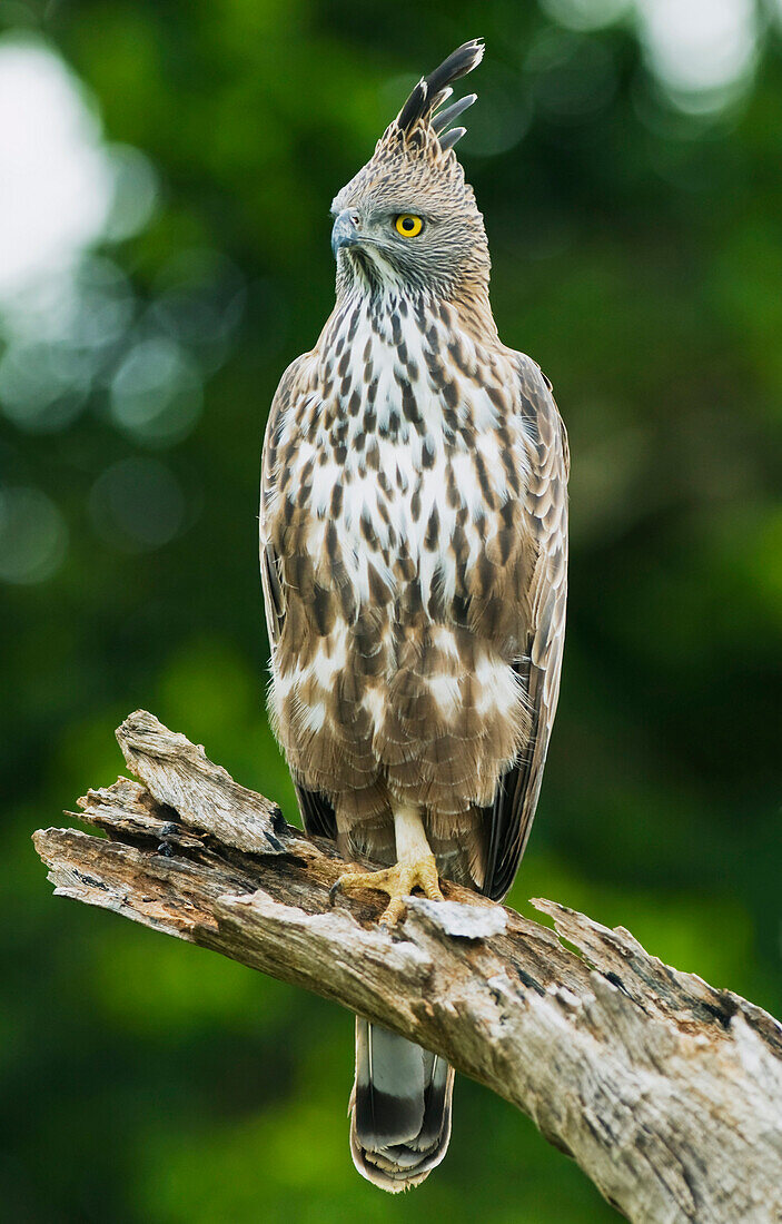 Changeable Hawk-Eagle (Spizaetus cirrhatus) juvenile, Yala National Park, Sri Lanka