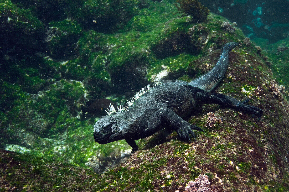 Marine Iguana (Amblyrhynchus cristatus) feeding underwater, Cape Douglas, Fernandina Island, Galapagos Islands, Ecuador