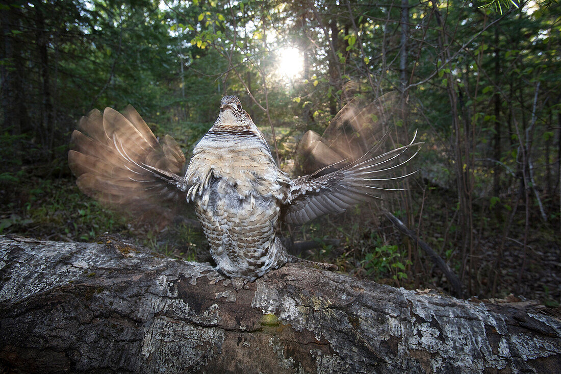 Ruffed Grouse (Bonasa umbellus) male drumming, Kenora, Ontario, Canada