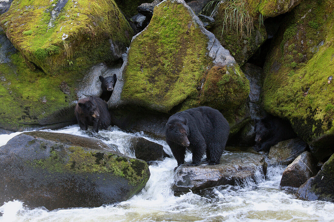 Black Bear (Ursus americanus) group fishing for salmon, Anan Creek, Alaska