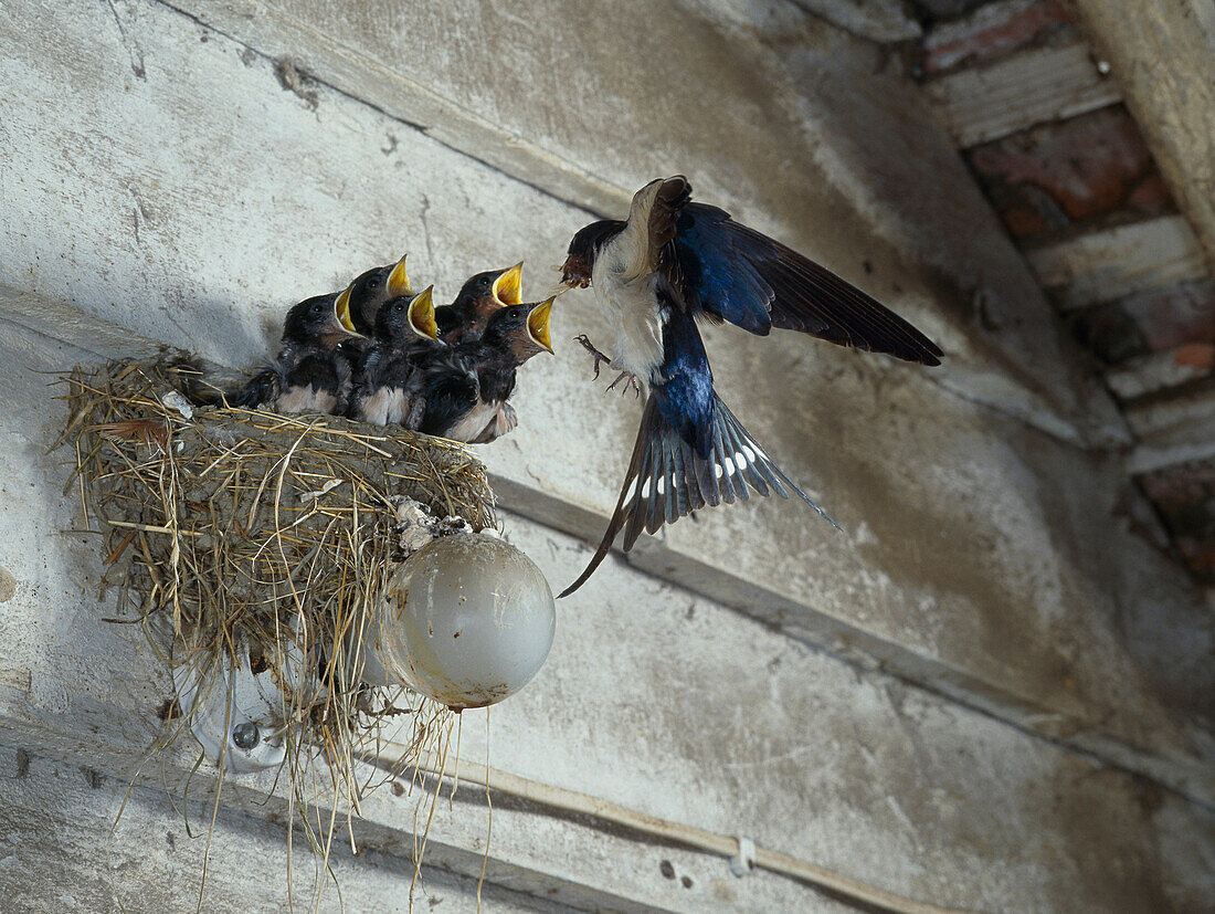 Barn Swallow (Hirundo rustica) feeding chicks in nest