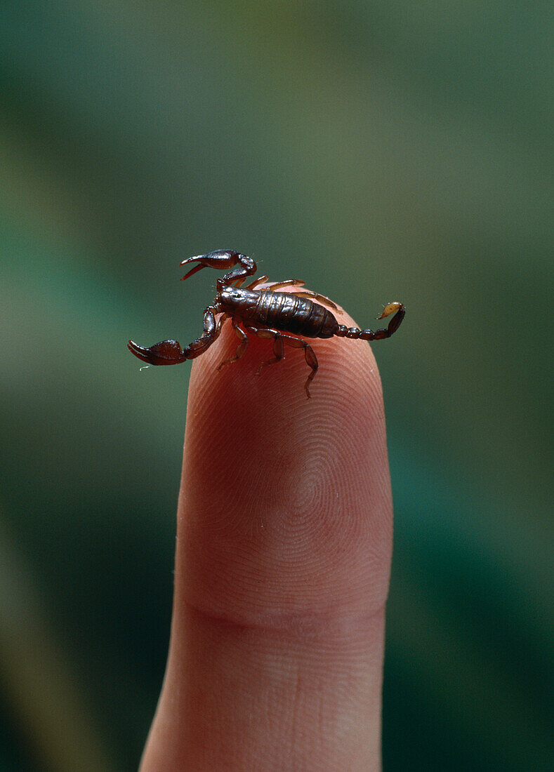 Scorpion (Euscorpius flavicaudis) on human finger