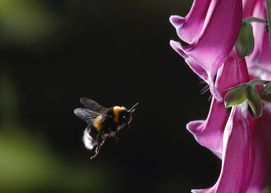 Bumblebee (Bombus sp) approaching foxglove