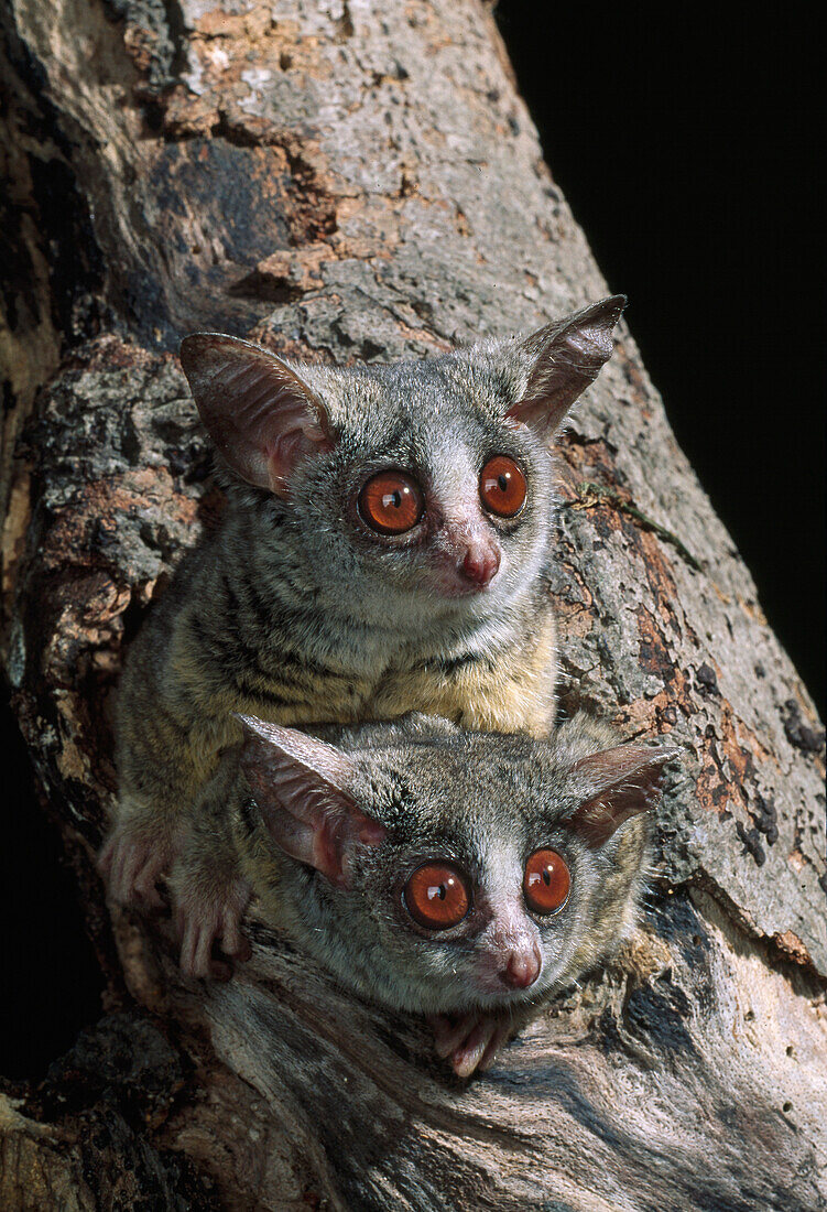 Lesser Bush Baby (Galago senegalensis) pair on lookout from tree