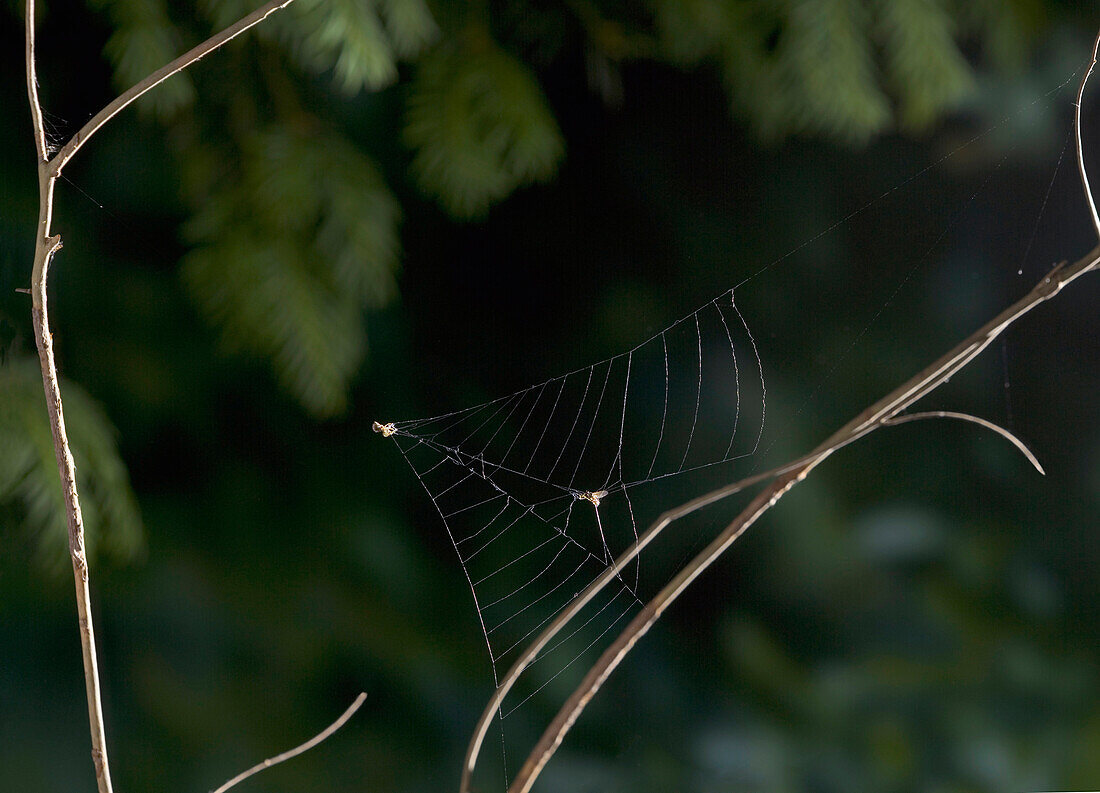 Feather-legged Spider (Hyptiotes paradoxus) web collapsing around prey, England