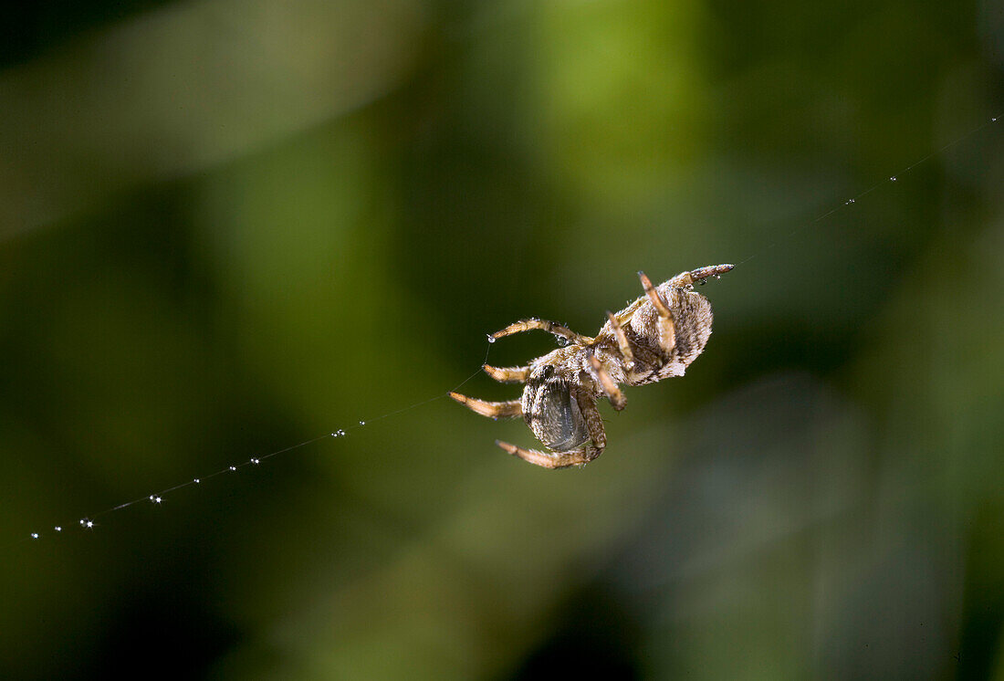 Feather-legged Spider (Hyptiotes paradoxus) in web, England