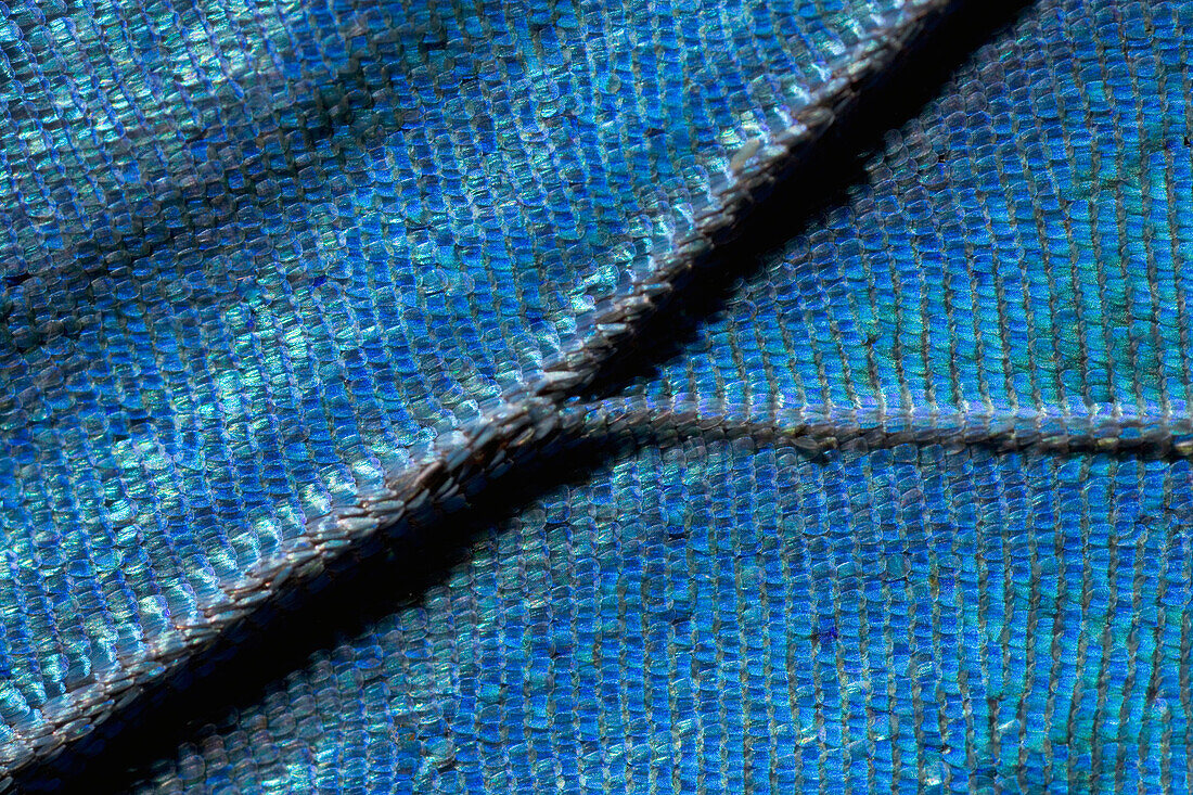 Morpho Butterfly (Morpho sp) wing scales