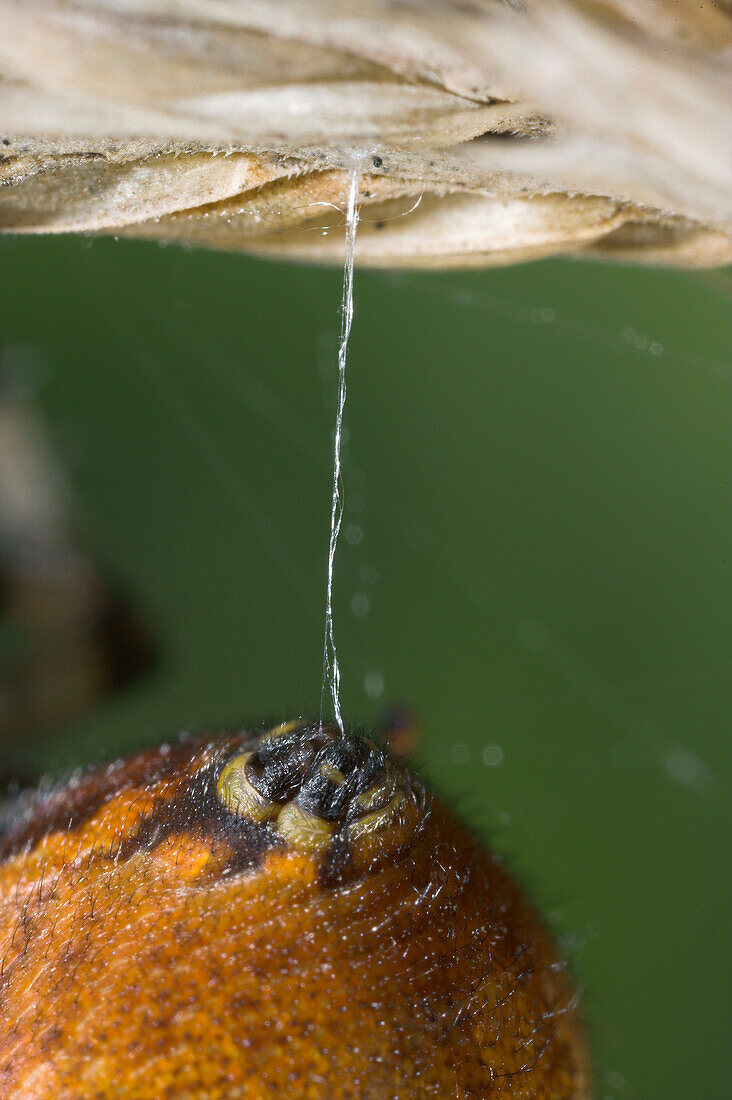 Four Spot Orb Weaver (Araneus quadratus) spinnerets spinning silk, Sussex, England
