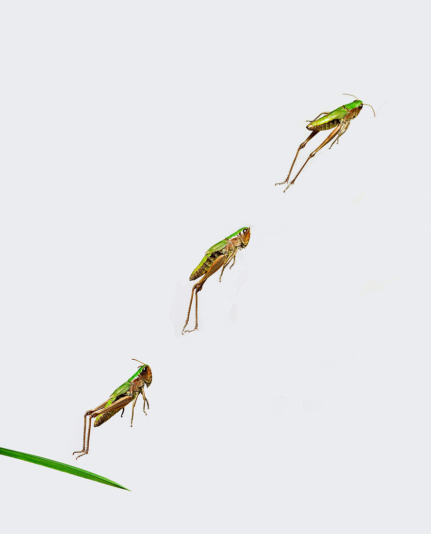 Meadow Grasshopper (Chorthippus parallelus) leaping, multiple exposures